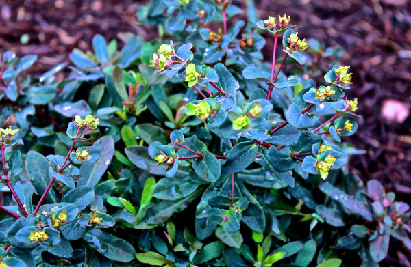 Euphorbias in flower » Plants, Plant communities »Holden Forests